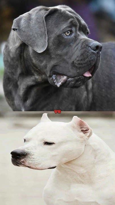 Cane Corso Vs Dogo Argentinofrench Bulldog Youtube