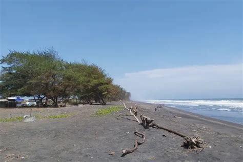 Pantai Mlarangan Asri Pantai Eksotis Dengan Taman Bunga Teratai Yang