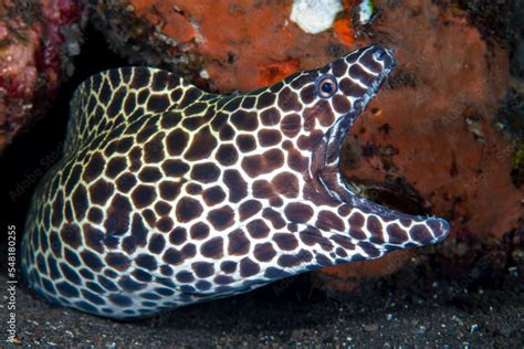 Honeycomb Moray Gymnothorax Favagineus Complete Care Guide Reeflings