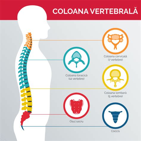 Cum Influen Eaz Coloana Vertebral Starea General De S N Tate