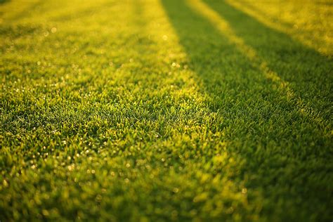 Green Grass · Free Stock Photo