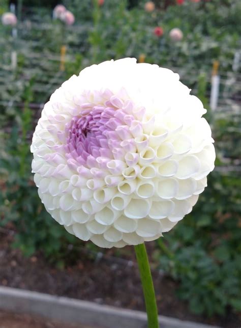 Hollyhill Miss White Mb Wh — Crazy 4 Dahlias Dahlia Garden Bulbs Miss