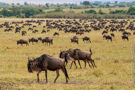 Grosse Tierwanderung In Der Masai Mara Dominique Wirz Wp