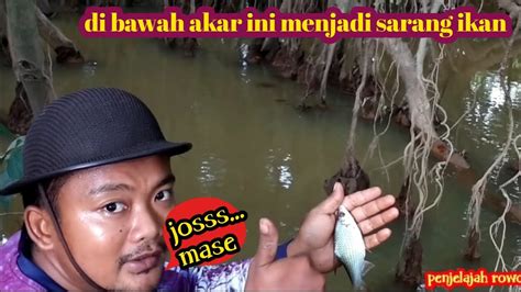 Lama Tidak Di Pancing Di Bawah Akar Ini Jadi Sarang Ikan Youtube