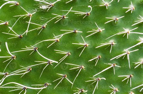 Green cactus texture 2203563 Stock Photo at Vecteezy