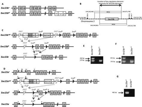 Sec23 Mutant Alleles And Locations Of The Bacterial Artificial