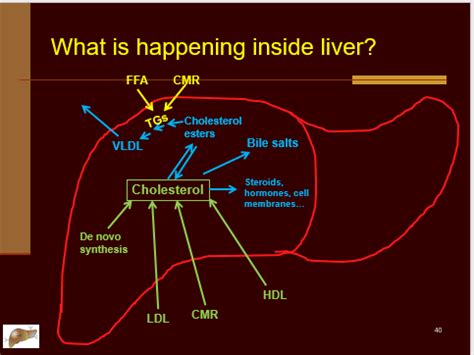 Lipid Metabolism Metabolism Control Flashcards Quizlet