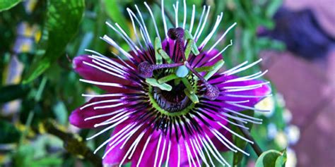 Growing Passion Flower How To Grow Passion Flower In A Container Passiflora Naturebring