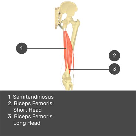 Semitendinosus Origin And Insertion