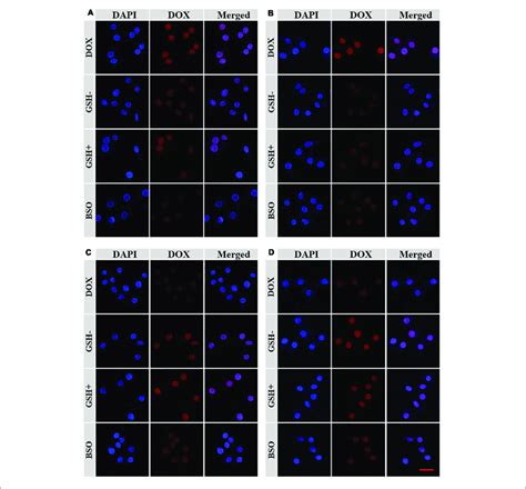 The Clsm Microimages Analyses For Cell Internalization Of Ngp A C