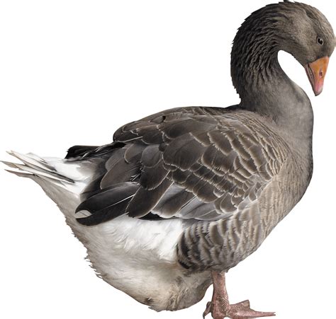 Grey Goose PNG Image PurePNG Free Transparent CC0 PNG Image Library