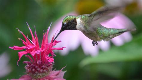 Attract Hummingbirds To Your Yard With This Vibrant Flower