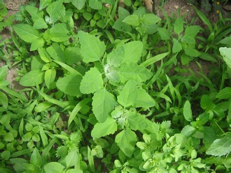 Plantes Ds Mon Jardin Utilisable Pour Nourrir Les Tortues