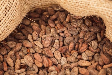 Roasted Beans Or Seeds Of Theobroma Cacao Or Cocoa Stock Image Image