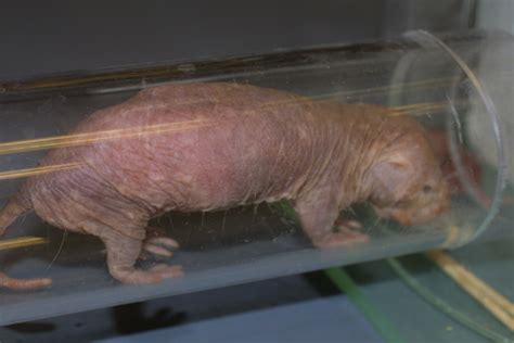 Naked Mole Rat Images