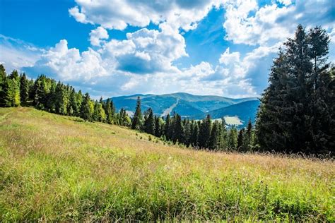 Premium Photo | Mountain landscape view coniferous forest on the ...