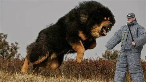 Saiba Quais S O Os Nove Cachorros Mais Perigosos Do Mundo Agora Mt