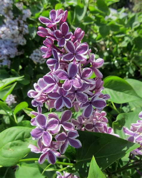 Sensation French Lilac Jeffries Nurseries