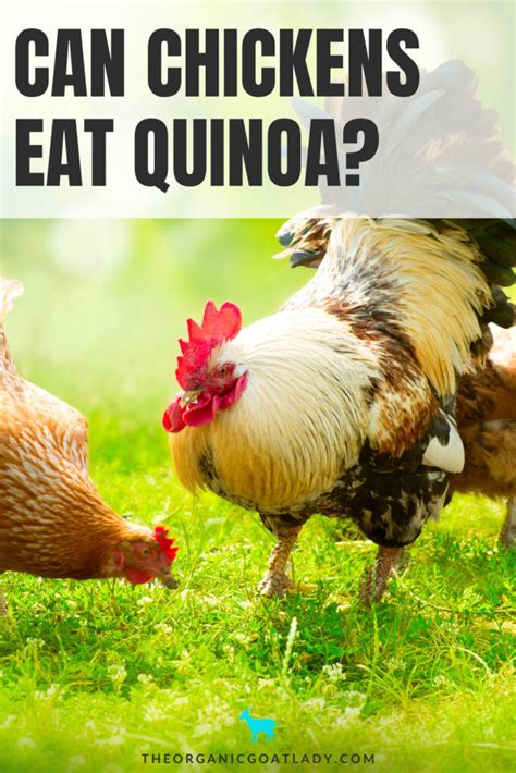 Can Chickens Eat Quinoa The Organic Goat Lady