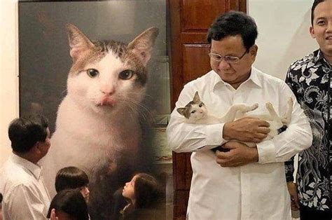 Kucing Kesayangan Prabowo Punya Akun Instagram Corbuzier Anda Kayak