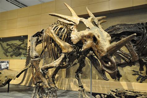 Torosaurus Facts, Habitat, Diet, Fossils, Pictures