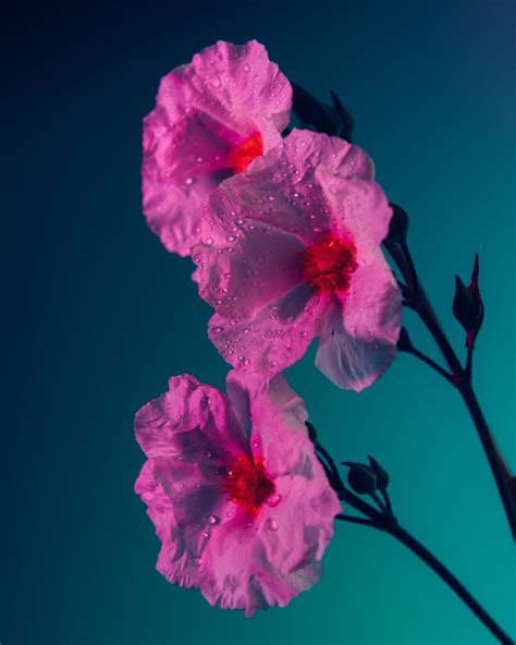 Bright, Saturated Color Cloaks Houseplants and Flowers in Kaleidoscopic ...