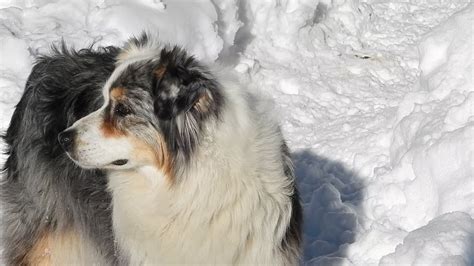 ZOEY L Incredibile Storia Di Un Cane Sepolto Da Una Valanga YouTube