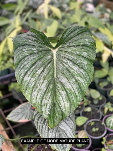 Philodendron Pastazanum X Gloriosum X Mamei Seed Grown 110mm Growers Choice Au