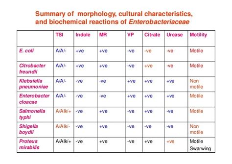 Enterobacteriaceae Flow Chart Escherichia Shigella Spp Keski