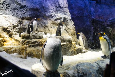 Osaka Aquarium Kaiyukan Penguins In Osaka Aug 2022 Hiro3happy