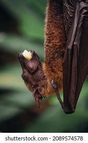 Fruit Bat Eating Fruits Blurry Nature Stock Photo 2089574578 | Shutterstock