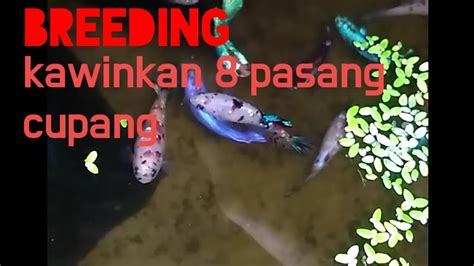 Cara Proses Breeding Ikan Cupang Cara Kawinkan Ikan Cupang Youtube