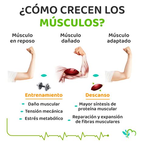 CÓMO CRECEN LOS MÚSCULOS nutrifud