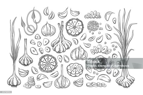 Vector Outline Garlic Set Hand Drawn Illustration Of Garlic Bulbs