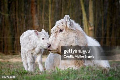 Galloway Cattle With Blond Pigmentation Appropriate Animal Welfare Free