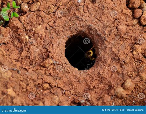 Underground Wasp Nest Stock Image Image Of Life Environment 64781695