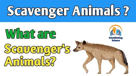 Scavenger Animals