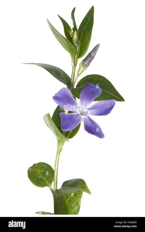 Evergreen; Vinca; major; ground cover Stock Photo - Alamy