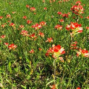 Indian Paintbrush Seeds, 2,500 to 20,000, 2024 Harvest Free Shipping - Etsy