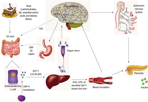 The Gut Brain Axis For The Actions Of Glucagon Like Peptide 1 After A