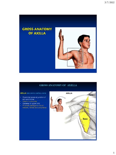 Solution Human Anatomy Gross Anatomy Of Axilla Anatomy Study Notes