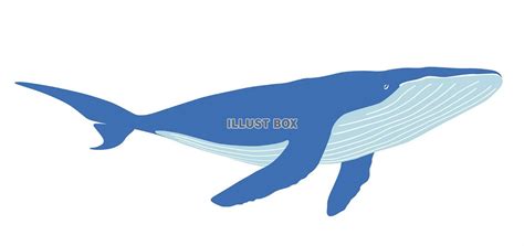 無料イラスト クジラのフラットなイラスト