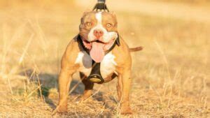 American Bully características y temperamento Cómo educar a un cachorro