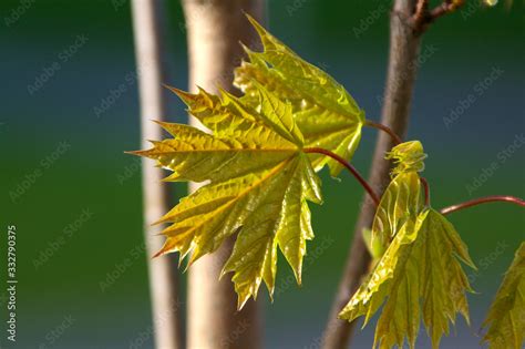 Acer platanoides Stock Photo | Adobe Stock