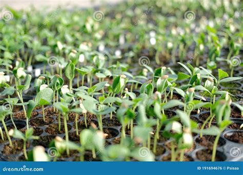 Watermelon Sprout Seedling Plant Growing In Nursery Greenhouse Stock