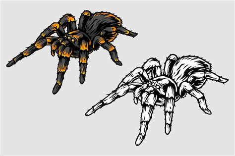 Premium Vector Tarantula Set Illustration