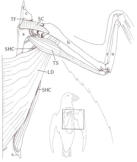 17 Best images about Anatomy: Wings on Pinterest | Muscle, Anatomy and Note