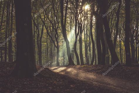 Speulderbos Los Rboles Danzantes Speulder Y Sprielderbos Uno De Los