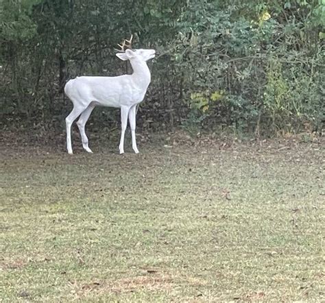 Tennessees Famous Albino Deer Makes Third Appearance