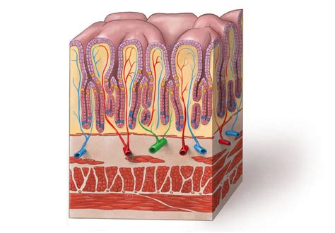 Medizinische Animation Magenwand Medicalgraphics